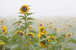 Sunflowers in autumn mist on a field near Radolfzell, Baden-Wuerttemberg, Germany, Europe Sunflowers in autumn mist on a field near Radolfzell, Baden-Wuerttemberg, Germany, Europe