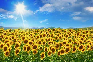 sunflowers under blue sky and shining sun sunflowers under blue sky and shining sun