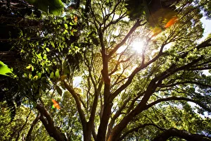 Sunlight shines through the forest canopy Sunlight shines through the forest canopy