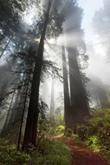 Sunlight streaming through early morning mist in redwood forest, Redwood National Park, California, USA Sunlight streaming through early morning mist in redwood forest, Redwood National Park, California, USA