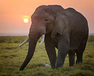 Sunrise and Elephant Grazing at Amboseli, Kenya Sunrise and Elephant Grazing at Amboseli, Kenya