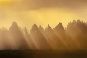AM sunrise through fog in Hayden Valley Yellowstone NP AM sunrise through fog in Hayden Valley Yellowstone NP