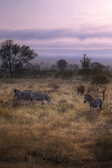Sunrise With the Zebras & Wildebeest, Kruger National Park, South Africa Sunrise With the Zebras & Wildebeest, Kruger National Park, South Africa