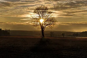 Sunset with a solitary oak tree on a frost-covered meadow, near Adelschlag, Bavaria Sunset with a solitary oak tree on a frost-covered meadow, near Adelschlag, Bavaria