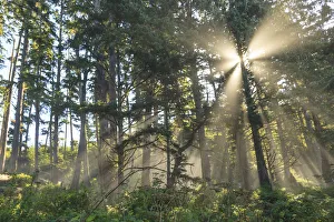 Sunshine streaming through trees, Juan De Fuca Trail, near Jordan River, Vancouver Island Sunshine streaming through trees, Juan De Fuca Trail, near Jordan River, Vancouver Island