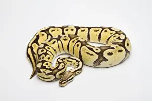 Prints of Super Pastel Vanilla Ball Python or Royal Python -Python regius-, female Ball Python Prints: Super Pastel Vanilla Ball Python Print