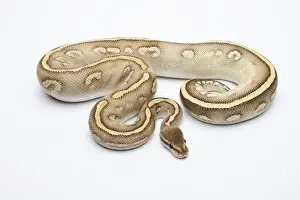 Prints of Super Phantom Ball Python or Royal Python -Python regius-, male Ball Python Prints: Male Super Phantom Ball Python Print