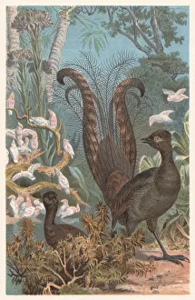 Superb lyrebird (Menura novaehollandiae), lithograph, published in 1882 Superb lyrebird (Menura novaehollandiae), lithograph, published in 1882