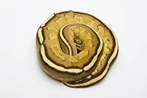 Ball Python Prints: Superstripe Ball Python or Royal Python -Python regius-, male