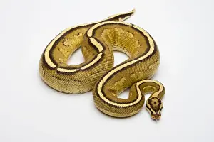 Prints of Superstripe Ball Python or Royal Python -Python regius-, male Ball Python Prints: Superstripe Ball Python Print - Royal Python Male