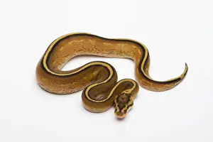 Ball Python Prints: Superstripe Ball Python or Royal Python -Python regius-, male
