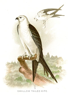 Magical world illustration/palmer illustrated collection/swallow tailed kite lithograph 1897 Magical world illustration/palmer illustrated collection/swallow tailed kite lithograph 1897
