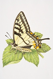 Swallowtail butterfly (Papilio machaon) with closed wings, resting on a leaf Swallowtail butterfly (Papilio machaon) with closed wings, resting on a leaf
