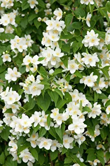 Sweet Mock-orange or English Dogwood -Philadelphus coronary-, flowers, ornamental shrub Sweet Mock-orange or English Dogwood -Philadelphus coronary-, flowers, ornamental shrub