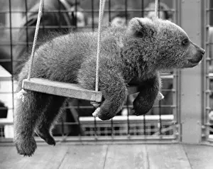 Cute Bear Pictures Prints: Swinging Bear