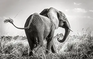Swinging Tail of African Elephant Along Zambezi River Swinging Tail of African Elephant Along Zambezi River