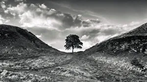 Global landscape views/beautiful landscapes george johnson/sycamore gap tree Global landscape views/beautiful landscapes george johnson/sycamore gap tree