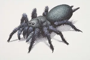 Sydney Funnel-web Spider (atrax robustus) Sydney Funnel-web Spider (atrax robustus)