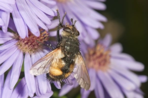 Tachinid fly -Tachina magnicornis-, feeding on Autumn aster -Aster sp.-, Untergroeningen, Baden-Wuerttemberg, Germany Tachinid fly -Tachina magnicornis-, feeding on Autumn aster -Aster sp.-, Untergroeningen, Baden-Wuerttemberg, Germany