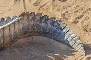 Otjiwarongo Collection: Tail of a Nile Crocodile -Crocodylus niloticus-, crocodile farm, Otjiwarongo, Namibia