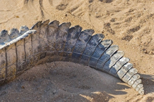 Tail of a Nile Crocodile -Crocodylus niloticus-, crocodile farm, Otjiwarongo, Namibia Tail of a Nile Crocodile -Crocodylus niloticus-, crocodile farm, Otjiwarongo, Namibia