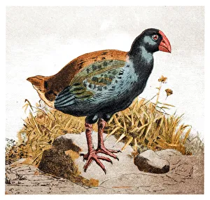 The Takahe (Porphyrio hochstetteri), also known as the South Island Takahe or notornis The Takahe (Porphyrio hochstetteri), also known as the South Island Takahe or notornis
