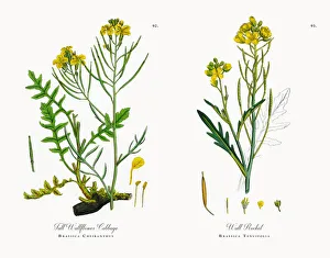 Tall Wallflower Cabbage, Brassica Cheiranthus, Victorian Botanical Illustration, 1863 Tall Wallflower Cabbage, Brassica Cheiranthus, Victorian Botanical Illustration, 1863