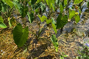 Taro plants, Kauai, Hawaii, United States Taro plants, Kauai, Hawaii, United States