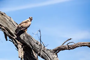 The tawny eagle (Aquila rapax) is a large bird of prey. Like all eagles The tawny eagle (Aquila rapax) is a large bird of prey. Like all eagles