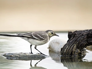 Tawny Pipit (Anthus campestris), drinking inside the water. It is a species of bird paseriforme of the family Tawny Pipit (Anthus campestris), drinking inside the water. It is a species of bird paseriforme of the family