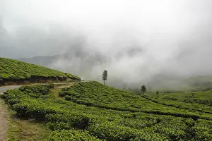 Western Ghats Landscape Prints: Tea gardens