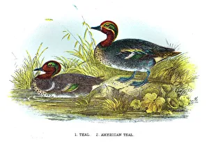 Magical world illustration/palmer illustrated collection/teal duck engraving 1896 Magical world illustration/palmer illustrated collection/teal duck engraving 1896