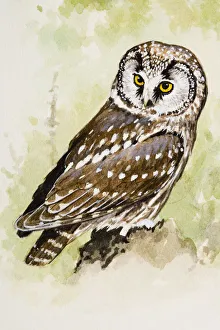 Tengmalms owl (Aegolius funereus), looking over shoulder Tengmalms owl (Aegolius funereus), looking over shoulder