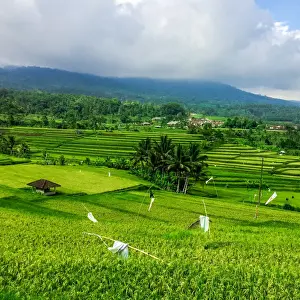 Jatiluwih Landscape Prints: Terraced Rice Fields