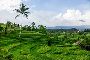 Rice Paddy Field Prints: Terraced Rice Fields