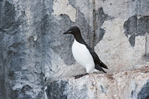 Thick-billed Murre or Bruennichs Guillemot -Uria lomvia- at the bird cliffs of Thick-billed Murre or Bruennichs Guillemot -Uria lomvia- at the bird cliffs of