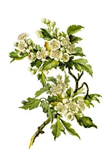 Thornapple flowers 19 century illustration Thornapple flowers 19 century illustration