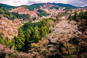 Thousand Cherry Blossom Trees on Mt. Yoshino Thousand Cherry Blossom Trees on Mt. Yoshino