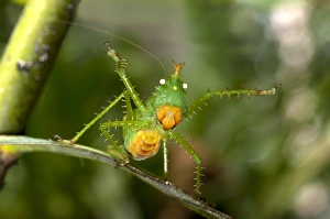 Threatening pose of a Spiny Devil Bush cricket -Panacanthus cuspidatus-, Tiputini rain forest, Yasuni National Park Threatening pose of a Spiny Devil Bush cricket -Panacanthus cuspidatus-, Tiputini rain forest, Yasuni National Park