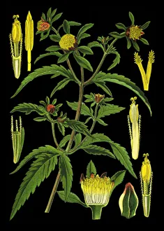 three-lobe beggartick, three-part beggarticks, leafy-bracted beggarticks, trifid three-lobe beggartick, three-part beggarticks, leafy-bracted beggarticks, trifid