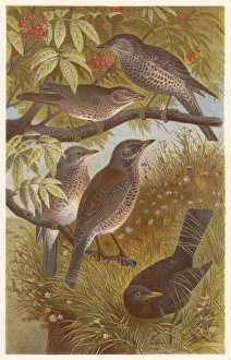 Thrushes (Turdidae), lithograph, published in 1882 Thrushes (Turdidae), lithograph, published in 1882