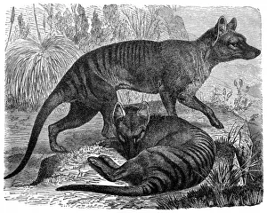 Thylacinus cynocephalus (Tasmanian Tiger, Tasmanian Wolf, Thylacine) Thylacinus cynocephalus (Tasmanian Tiger, Tasmanian Wolf, Thylacine)