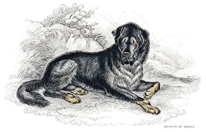 Magical world illustration/palmer illustrated collection/tibetan mastiff engraving 1840 Magical world illustration/palmer illustrated collection/tibetan mastiff engraving 1840
