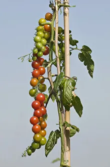 Tied up tomato vine with many tomatoes, own garden, self-supply Tied up tomato vine with many tomatoes, own garden, self-supply
