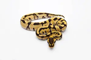 Ball Python Prints: Tiger Ball Python or Royal Python -Python regius-, female