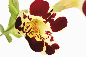 Lamiaceae Family Photos Prints: Tiger Monkey Flower (Mimulus tigrinus)