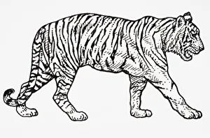 Tiger (Panthera tigris), walking forwards Tiger (Panthera tigris), walking forwards