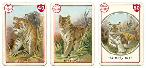 Three tiger playing cards Victorian animal families game Three tiger playing cards Victorian animal families game