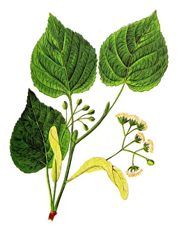 Magical world illustration/botanical illustrations/tilia cordata small leaved lime Magical world illustration/botanical illustrations/tilia cordata small leaved lime