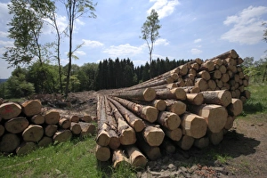 Timber harvesting, timber, spruces lying on the road, cleared area behind, Wipperfuerth, North Rhine-Westphalia Timber harvesting, timber, spruces lying on the road, cleared area behind, Wipperfuerth, North Rhine-Westphalia